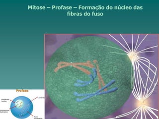 Mitose – Profase – Formação do núcleo das
fibras do fuso
 