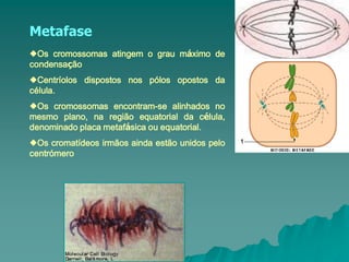 Metafase
Os cromossomas atingem o grau máximo de
condensação
Centríolos dispostos nos pólos opostos da
célula.
Os cromossomas encontram-se alinhados no
mesmo plano, na região equatorial da célula,
denominado placa metafásica ou equatorial.
Os cromatídeos irmãos ainda estão unidos pelo
centrómero
 