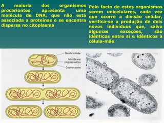 A maioria dos organismos
procariontes apresenta uma
molécula de DNA, que não está
associada a proteínas e se encontra
dispersa no citoplasma
Pelo facto de estes organismos
serem unicelulares, cada vez
que ocorre a divisão celular,
verifica-se a produção de dois
novos indivíduos que, salvo
algumas exceções, são
idênticos entre si e idênticos à
célula-mãe
 