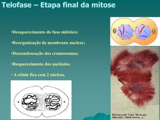 Telofase – Etapa final da mitose
•Desaparecimento do fuso mitótico;
•Reorganização da membrana nuclear;
•Descondensação dos cromossomas;
•Reaparecimento dos nucléolos.
• A célula fica com 2 núcleos.
 