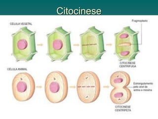 Citocinese
 