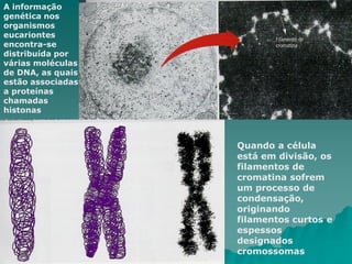 A informação
genética nos
organismos
eucariontes
encontra-se
distribuída por
várias moléculas
de DNA, as quais
estão associadas
a proteínas
chamadas
histonas
Quando a célula
está em divisão, os
filamentos de
cromatina sofrem
um processo de
condensação,
originando
filamentos curtos e
espessos
designados
cromossomas
 