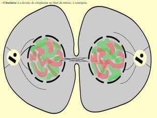 - Citocinese é a divisão do citoplasma no final da mitose; é centrípeta.
 