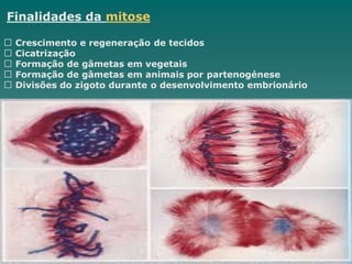 Finalidades da mitose
Crescimento e regeneração de tecidos
Cicatrização
Formação de gâmetas em vegetais
Formação de gâmetas em animais por partenogénese
Divisões do zigoto durante o desenvolvimento embrionário
 