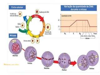 Mitose ao vivo
 