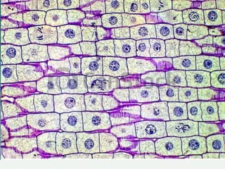 Ciclo celular - PowerPoint resumo da matéria