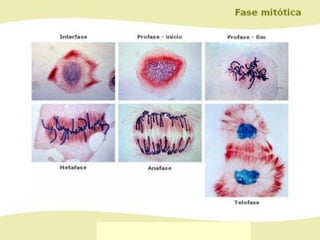 Ciclo celular - PowerPoint resumo da matéria