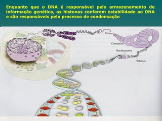 Enquanto que o DNA é responsável pelo armazenamento de
informação genética, as histonas conferem estabilidade ao DNA
e são responsáveis pelo processo de condensação
 