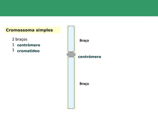 cromatídeo
Cromossoma simples
centrómero
centrómero
 