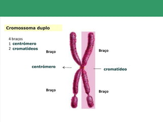 Cromossoma duplo
cromatídeos
centrómero
cromatídeo
centrómero
 