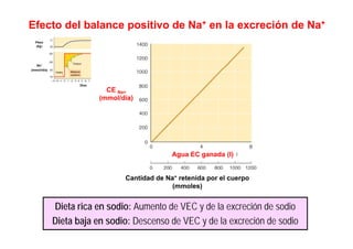 Efecto del balance positivo de Na+ en la excreción de Na+ 
CE Na+ 
(mmol/día) 
Agua EC ganada (l) 
Cantidad de Na+ retenida por el cuerpo 
(mmoles) 
Dieta rica en sodio: Aumento de VEC y de la excreción de sodio 
Dieta baja en sodio: Descenso de VEC y de la excreción de sodio 
 