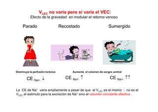 VLEC no varia pero sí varía el VEC: 
Efecto de la gravedad en modular el retorno venoso 
Parado Recostado Sumergido 
Disminuye la perfusión torácica 
Aumenta el volumen de sangre central 
CE Na+: ↓ CE Na+: ↑ CE Na+: ↑↑ 
La CE de Na+ varia ampliamente a pesar de que el VLEC es el mismo ∴ no es el 
VLEC el estimulo para la excreción de Na+ sino el volumen circulante efectivo . 
 