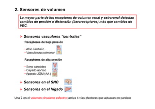 2. Sensores de volumen 
La mayor los receptores volumen renal y parte de de extrarenal detectan 
cambios de presión o distensión (baroreceptores) más que cambios de 
VEC. 
¾ Sensores vasculares “centrales” 
Receptores de baja presión 
• Atrio cardiaco 
• Vasculatura pulmonar 
Receptores de alta presión 
•• Seno carotideo 
• Cayado aortico 
• Aparato JGM (AA ) 
¾ Sensores en el SNC 
¾ Sensores en el hígado 
Una ↓ en el volumen circulante esfectivo activa 4 vías efectoras que actuaran en paralelo 
 