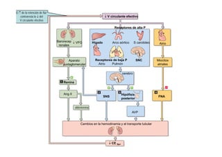 ↓ V circulante efectivo 
El ↑ de la retención de Na+ 
contraresta la ↓ del 
V circulante efectivo 
Receptores de alta P 
Hígado At i Barorecep ↓ VFG 
Atrio 
Miocitos 
Arco aórtico S carotideo 
Receptores de SNC 
p 
renales 
Aparato 
atriales 
baja P 
Atrio Pulmón 
cerebro 
yuxtaglomerular 
SNS Hipófisis FNA 
Renina 
Ang II 
posterior AVP 
aldosterona 
Cambios en la hemodinamia y el transporte tubular 
↓ CE Na+ 
 