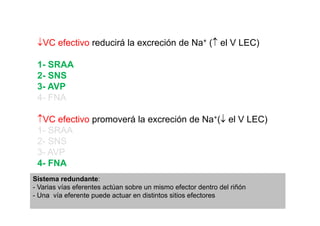 ↓VC efectivo reducirá la excreción de Na+ (↑ el V LEC) 
1- SRAA 
2- SNS 
3- AVP 
4- FNA 
↑VC efectivo promoverá la excreción de Na+(↓ el V LEC) 
1- SRAA 
2- SNS 
3- AVP 
4- FNA 
Sistema redundante: 
- Varias vías eferentes actúan sobre un mismo efector dentro del riñón 
- Una vía eferente puede actuar en distintos sitios efectores 
 