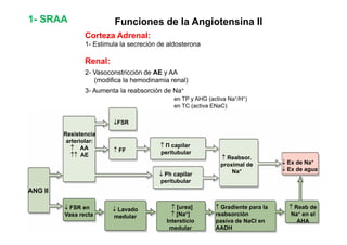 1- SRAA Funciones de la Angiotensina II 
Corteza Adrenal: 
1- Estimula la secreción de aldosterona 
Renal: 
2- Vasoconstricción de AE y AA 
(modifica la hemodinamia renal) 
3- Aumenta la reabsorción de Na+ 
↓FSR 
en TP y AHG (activa Na+/H+) 
en TC (activa ENaC) 
Resistencia 
arteriolar: 
↑ AA 
↑ FF 
↑ Π capilar 
↑↑ AE it b l 
peritubular 
↑ Reabsor. 
proximal de 
Na+ ↓ Ph capilar 
↓ Ex de Na+ 
↓ Ex de agua 
ANG II 
↑ R bd 
peritubular 
↓ FSR ↑ [ ] ↑ G di t l Reab de 
Na+ en el 
AHA 
↓ Lavado 
medular 
en 
Vasa recta 
Gradiente para la 
reabsorción 
pasiva de NaCl en 
AADH 
urea] 
↑ [Na+] 
Intersticio 
medular 
 