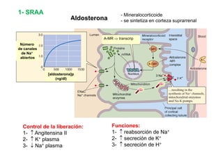 - Mineralocorticoide 
Aldosterona - se sintetiza en corteza suprarrenal 
1- SRAA 
A-MR ⇒ transcrip 
Número 
de canales 
de Na+ 
abiertos 
[aldosterona]p 
(ng/dl) 
Control de la liberación: 
1 ↑ Angitensina Funciones: 
1- II 
1 1- ↑ reabsorción de Na 
Na+ 
2- ↑ K+ plasma 
2- ↑ secreción de K+ 
3- ↓ Na+ plasma 
3- ↑ secreción de H+ 
 