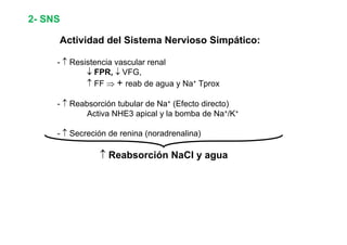 2- SNS 
Actividad del - ↑ Resistencia vascular renal 
Sistema Nervioso Simpático: 
↓ FPR, ↓ VFG, 
↑ FF ⇒ + reab de agua y Na+ Tprox 
- ↑ Reabsorción tubular de Na+ (Efecto directo) 
Activa NHE3 apical y la bomba de Na+/K+ 
- ↑ Secreción de renina (noradrenalina) 
↑ Reabsorción NaCl y agua 
 