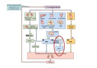 ↓ V circulante efectivo 
El ↑ de la retención de Na+ 
contraresta la ↓ del 
V circulante efectivo 
Hígado At i Barorecep ↓ VFG 
Atrio 
Miocitos 
Arco aortico S carotideo 
Receptores SNC 
p 
renales 
Aparato 
atriales 
de baja P 
Atrio Pulmón 
cerebro 
yuxtaglomerular 
SNS Hipófisis FNA 
Renina 
Ang II 
posterior AVP 
aldosterona 
Cambios en la hemodinamia y el transporte tubular 
↓ CE Na+ 
 