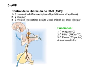 3- AVP 
Control de la liberación de HAD (AVP): 
1- ↑ osmolaridad (Osmoreceptores Hipotalámicos y Hepáticos) 
2- ↓ Volumen 
3- ↓↓ Presión (Receptores de alta y baja presión del árbol vascular 
Funciones: 
1- ↑ P agua (TC) 
2- ↑↑ P Na+ (AHG y TC) 
3- ↑ P urea (TC papilar) 
4- vasoconstrictor 
 