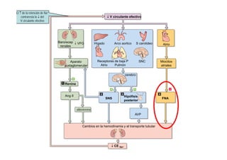 ↓ V circulante efectivo 
El ↑ de la retención de Na+ 
contraresta la ↓ del 
V circulante efectivo 
Hígado At i Barorecep ↓ VFG 
Atrio 
Miocitos 
Arco aortico S carotideo 
Receptores SNC 
p 
renales 
Aparato 
atriales 
de baja P 
Atrio Pulmón 
cerebro 
yuxtaglomerular 
SNS Hipófisis FNA 
Renina 
Ang II 
posterior AVP 
aldosterona 
Cambios en la hemodinamia y el transporte tubular 
↓ CE Na+ 
 