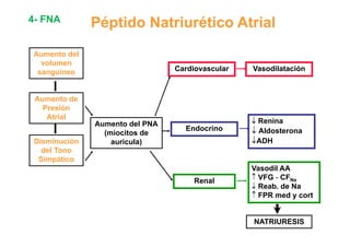 4- FNA Péptido Natriurético Atrial 
Aumento del 
volumen 
sanguíneo Cardiovascular Vasodilatación 
Aumento de 
Presión 
Atrial 
Aumento del PNA 
↓ Renina 
Disminución 
Tono 
(miocitos de 
auricula) 
Endocrino 
e a 
↓ Aldosterona 
↓ADH 
del Simpático 
Renal 
Vasodil AA 
↑↑ VFG - CFNa 
↓ Reab. de Na 
↑ FPR med y cort 
NATRIURESIS 
 