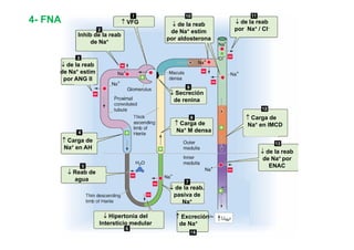 ↑ VFG 
Inhib de la reab 
d N + 
↓ de la reab 
de Na+ estim 
por ↓ de la reab 
por Na+ / Cl- 
4- FNA 
de Na+ 
↓ de la reab 
aldosterona 
de Na+ estim 
por ANG II 
↓ Secreción 
de renina 
↑ Carga ↑ Carga de 
Na+ IMCD 
↑ Carga de 
Na+ en AH 
de 
Na+ M densa 
Na en ↓ de la ↓ Reab de 
agua 
reab 
de Na+ por 
ENAC 
g 
↓ de la reab. 
pasiva de 
Na+ 
↓ Hipertonia del 
Intersticio medular 
↑ Excreción 
de Na+ 
 