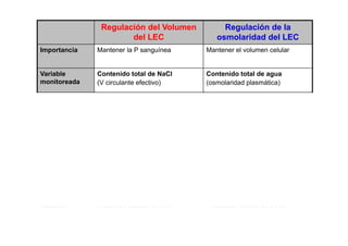 Regulación del Volumen 
del LEC 
Regulación de la 
osmolaridad del LEC 
Importancia Mantener la P sanguínea Mantener el volumen celular 
Variable 
monitoreada 
Contenido total de NaCl 
(V circulante efectivo) 
Contenido total de agua 
(osmolaridad plasmática) 
Sensores - Seno carotideo 
- Cayado aortico Baroreceptores 
- AA 
At i 
Osmoreceptores hipotalámicos 
- Atrio 
Transductores 
(Vías eferentes) 
Eje RAA 
SNS 
AVP 
AVP 
SED 
FNA 
Efector Corto plazo: corazón, vasos 
í Af t l P í 
Riñón: Afecta la excreción de agua 
sanguíneos. Afecta la sanguínea C b M difi l 
Largo plazo: riñón. Afecta la 
excreción de Na+ 
Cerebro: Modifica el 
comportamiento de beber 
Variable Excreción urinaria de Na+ Excreción urinaria de agua 
modificada 
 