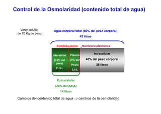 Control de la Osmolaridad (contenido total de agua) 
Varón adulto Agua corporal total (60% del peso corporal) 
42 litros 
de 70 Kg de peso 
Endotelio capilar Membrana plasmática 
Intersticial Plasma Intracelular 
40% del peso corporal 
28 litros 
(15% del 
peso) 
11,5 L 
(5% del 
Peso) 
3 5 3,5 L 
Extracelular 
(20% del peso) 
14 litros 
Cambios del contenido total de agua ⇒ cambios de la osmolaridad 
 