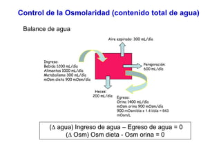 Control de la Osmolaridad (contenido total de agua) 
Balance de agua 
Aire espirado: 300 mL/día 
Ingreso: 
Bebida 1200 mL/día 
Alimentos 1000 mL/día 
Metabolismo 300 mL/día 
O d 900 O /dí 
Perspiración: 
600 mL/día 
mOsm dieta mOsm/día 
Heces: 
200 mL/día 
Egreso: 
Orina 1400 mL/día 
mOsm orina 900 mOsm/día 
900 mOsm/día x 1.4 l/día = 643 
mOsm/L 
(Δ agua) Ingreso de agua –– Egreso de agua = 0 
(Δ Osm) Osm dieta - Osm orina = 0 
 