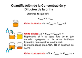 Cuantificación de la Concentración y 
Dilución de la orina 
Clearence de agua libre 
Cagua = V-Cosm 
Orina isotónica ⇒V = Cosm ⇒ Cagua= 0 
Orina diluida ⇒V > Cosm ⇒ Cagua ⇒ + 
Representa el V de agua libre de st que 
debería agregarse a la orina isotónica 
hipotética para construir la orina real. 
(Se forma reabs st en AGA, TD en ausencia de 
ADH) 
Orina concentrada ⇒V < Cosm ⇒ Cagua ⇒ - 
(T ) 
 