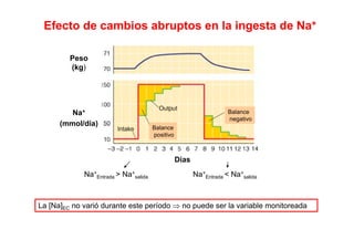 Efecto de cambios abruptos en la ingesta de Na+ 
Peso 
(kg) 
Na+ 
(mmol/día) 
Balance 
negativo Balance 
positivo 
Na+ 
Días 
Entrada > Na+ 
salida Na+ 
Entrada < Na+ 
salida 
La [Na]EC no varió durante este período ⇒ no puede ser la variable monitoreada 
 