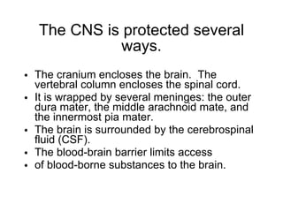 The CNS is protected several ways. The cranium encloses the brain.  The vertebral column encloses the spinal cord. It is wrapped by several meninges: the outer dura mater, the middle arachnoid mate, and the innermost pia mater.  The brain is surrounded by the cerebrospinal fluid (CSF). The blood-brain barrier limits access of blood-borne substances to the brain. 
