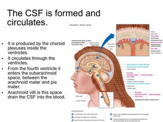 The CSF is formed and circulates. It is produced by the choroid plexuses inside the ventricles. It circulates through the ventricles. From the fourth ventricle it enters the subarachnoid space, between the arachnoid mater and pia mater. Arachnoid villi is this space drain the CSF into the blood. 