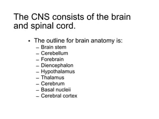 The CNS consists of the brain and spinal cord. The outline for brain anatomy is: Brain stem Cerebellum Forebrain Diencephalon Hypothalamus Thalamus Cerebrum Basal nucleii Cerebral cortex 
