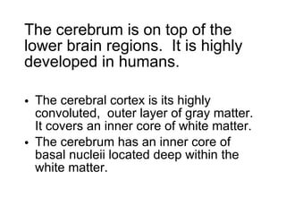 The cerebrum is on top of the lower brain regions.  It is highly developed in humans. The cerebral cortex is its highly convoluted,  outer layer of gray matter.  It covers an inner core of white matter.  The cerebrum has an inner core of basal nucleii located deep within the white matter. 