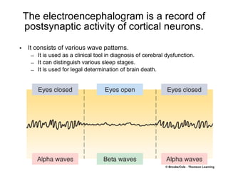 The electroencephalogram is a record of postsynaptic activity of cortical neurons. It consists of various wave patterns. It is used as a clinical tool in diagnosis of cerebral dysfunction. It can distinguish various sleep stages. It is used for legal determination of brain death. 