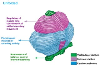 Unfolded Regulation of  muscle tone, coordination of  skilled voluntary  movement Planning and  initiation of  voluntary activity Maintenance of  balance, control  of eye movements Vestibulocerebellum Spinocerebellum Cerebrocerebelum 
