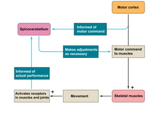 Motor cortex Spinocerebellum Informed of motor command Makes adjustments as necessary Motor command to muscles Informed of actual performance Activates receptors in muscles and joints Movement Skeletal muscles 