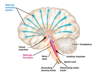Reticular activating system Visual impulses Reticular formation Brain stem Ascending sensory tracts Descending motor tracts Spinal cord Auditory impulses Cerebellum 
