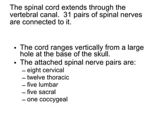 The spinal cord extends through the vertebral canal.  31 pairs of spinal nerves are connected to it. The cord ranges vertically from a large hole at the base of the skull. The attached spinal nerve pairs are: eight cervical twelve thoracic five lumbar five sacral one coccygeal 