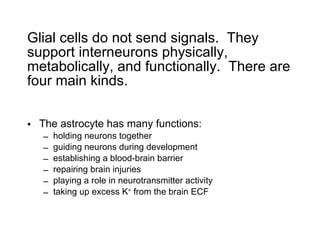 Glial cells do not send signals.  They support interneurons physically, metabolically, and functionally.  There are four main kinds. The astrocyte has many functions: holding neurons together guiding neurons during development establishing a blood-brain barrier repairing brain injuries playing a role in neurotransmitter activity taking up excess K +  from the brain ECF 