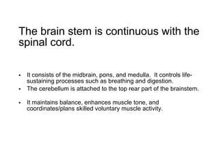 The brain stem is continuous with the spinal cord. It consists of the midbrain, pons, and medulla.  It controls life-sustaining processes such as breathing and digestion. The cerebellum is attached to the top rear part of the brainstem.  It maintains balance, enhances muscle tone, and coordinates/plans skilled voluntary muscle activity. 