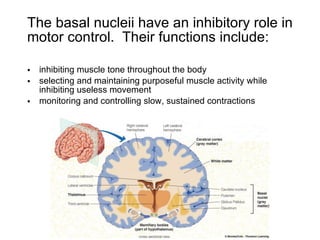 The basal nucleii have an inhibitory role in motor control.  Their functions include: inhibiting muscle tone throughout the body selecting and maintaining purposeful muscle activity while inhibiting useless movement monitoring and controlling slow, sustained contractions 