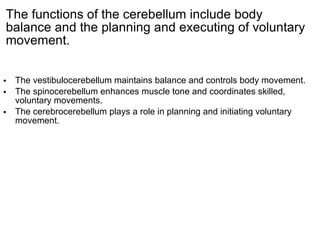 The functions of the cerebellum include body balance and the planning and executing of voluntary movement. The vestibulocerebellum maintains balance and controls body movement. The spinocerebellum enhances muscle tone and coordinates skilled, voluntary movements. The cerebrocerebellum plays a role in planning and initiating voluntary movement. 