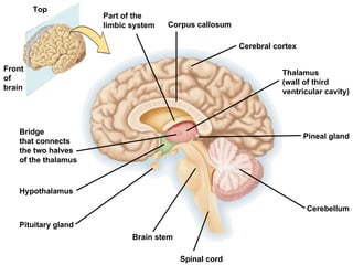 Top Front of brain Corpus callosum Cerebral cortex Thalamus (wall of third ventricular cavity) Pineal gland Cerebellum Part of the limbic system Bridge that connects the two halves of the thalamus Hypothalamus Pituitary gland Brain stem Spinal cord 