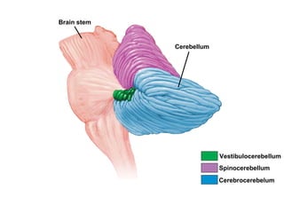 Brain stem Cerebellum Vestibulocerebellum Spinocerebellum Cerebrocerebelum 