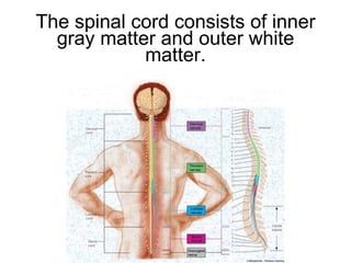 The spinal cord consists of inner gray matter and outer white matter. 