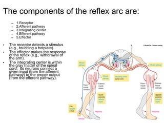 The components of the reflex arc are: 1.Receptor 2.Afferent pathway 3.Integrating center 4.Efferent pathway 5.Effector The receptor detects a stimulus (e.g., touching a hotplate). The effector makes the response of the reflex (e.g., withdrawal of the arm). The integrating center is within the gray matter of the spinal cord.  Its neurons connect a given input (from the afferent pathway) to the proper output (from the efferent pathway). 
