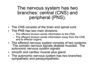 The nervous system has two branches: central (CNS) and peripheral (PNS). The CNS consists of the brain and spinal cord. The PNS has two main divisions: The afferent division sends information to the CNS. The efferent division sends information away from the CNS and to effector organs. The efferent nervous system consists of two systems.  The somatic nervous signals skeletal muscles.  The autonomic nervous system signals  smooth and cardiac muscle plus gland. The autonomic nervous system has two branches: sympathetic and parasympathetic. 